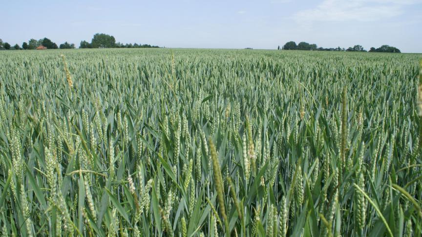 Bij 3 percelen van de 23 werd de schadedrempel bereikt wat betreft bladluis.