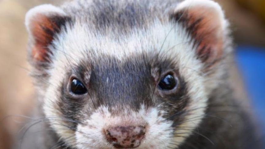 Het virus dook eind april voor het eerst op nertsenhouderijen op.
