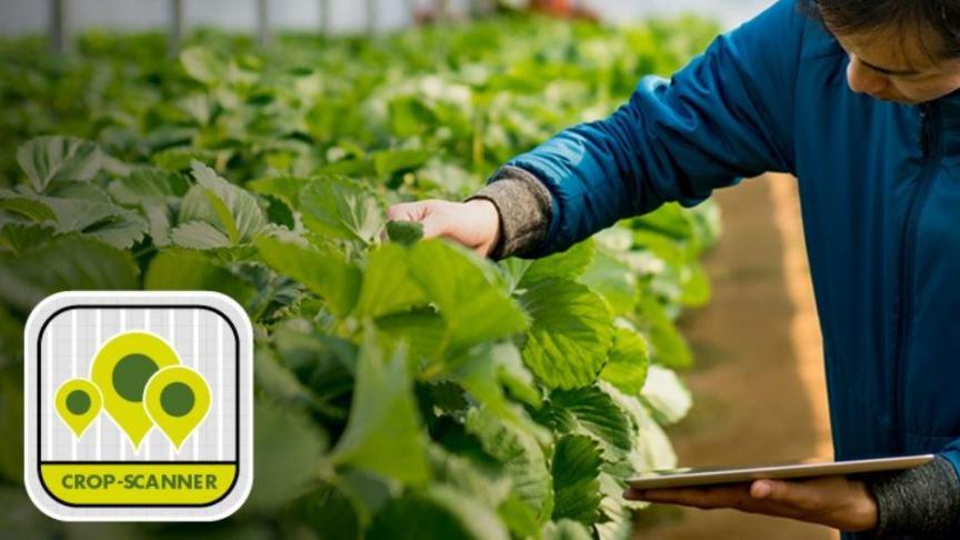 Deze innovatieve app stelt telers en hun Biobest-adviseurs in staat om online plagen in hun gewassen op de voet te volgen.