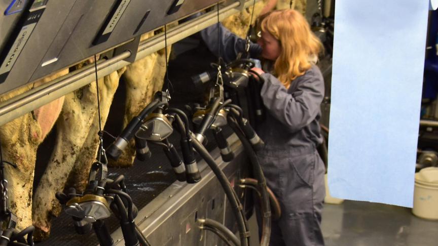 Er zijn voorzichtig hogere prijsnoteringen voor zuivelproducten.