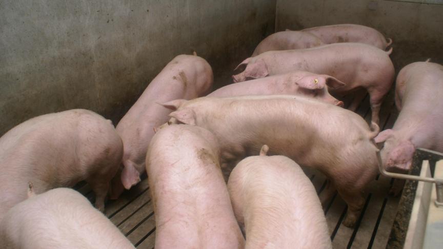 Bij de zwaardere vleesvarkens veroorzaakt hitte meer sterfte en verhoogt het de kans op agressie en staartbijten.