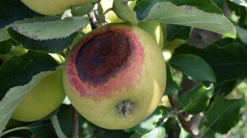 Deze evaluatie gebeurde op basis van technische adviezen per teelt. Concreet gaat het gaat om appelen, peren, frambozen, rode bessen, kiwibes, wortelen, uien, bonen en knolselder. Zo had de fruitteelt af te rekenen met zonnebrand.