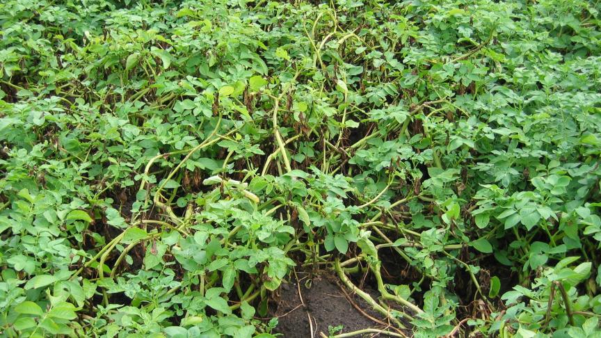 In een gevoelig ras en bij hoge ziektedruk zijn fungiciden onmisbaar om het gewas plaagvrij te houden.