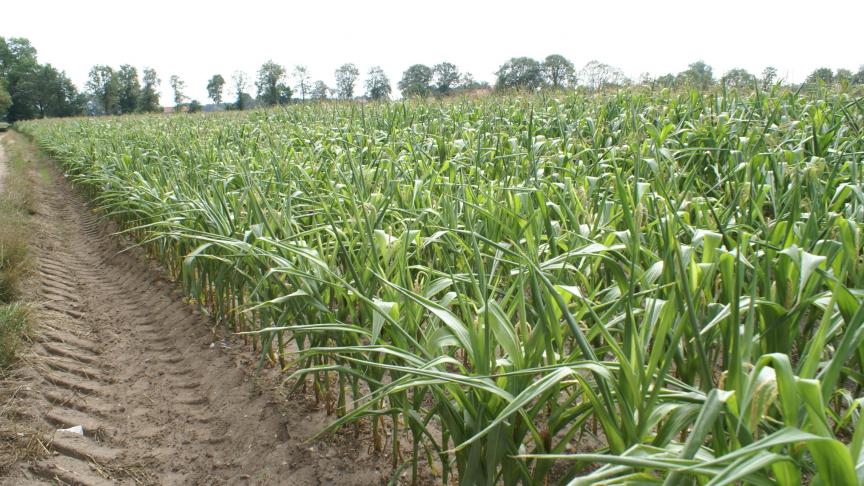 Veel telers van voedergewassen zijn in 2019 getroffen door droogteschade.