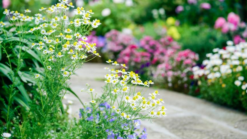 Vooral bloemen en planten staan in de belangstelling.