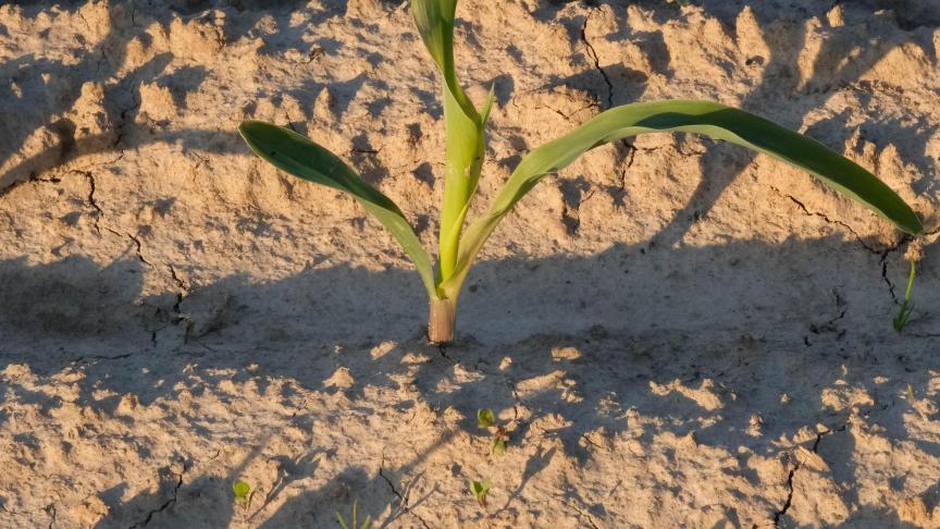 In Vlaanderen overleggen alle landbouwactoren samen met de overheid op regelmatige basis over de droogte.