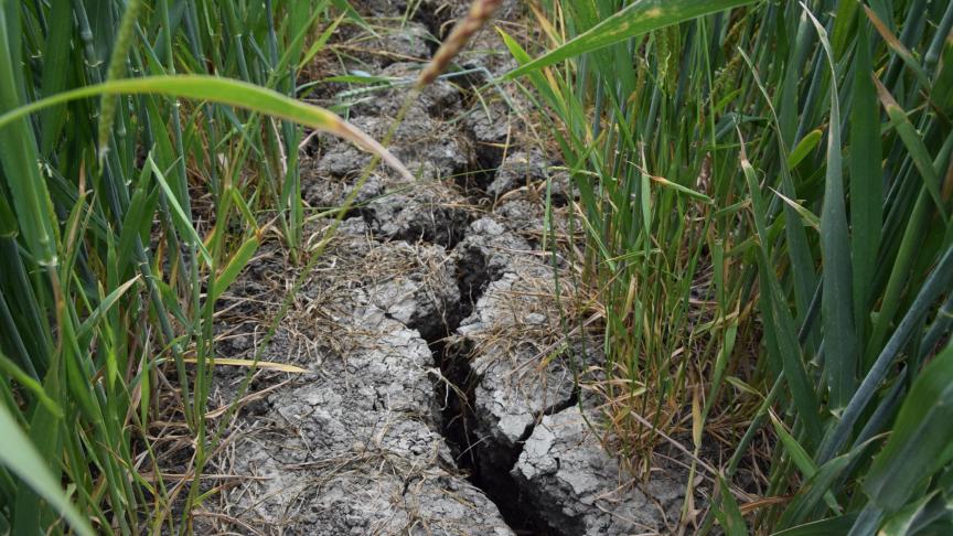 De droogte heeft zijn sporen achtergelaten in de teelten.
