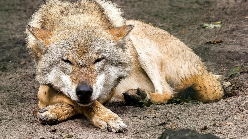 INBO bevestigde al voor afronding van het onderzoek dat de koe het slachtoffer werd van de ‘wolf van Duffel’.
