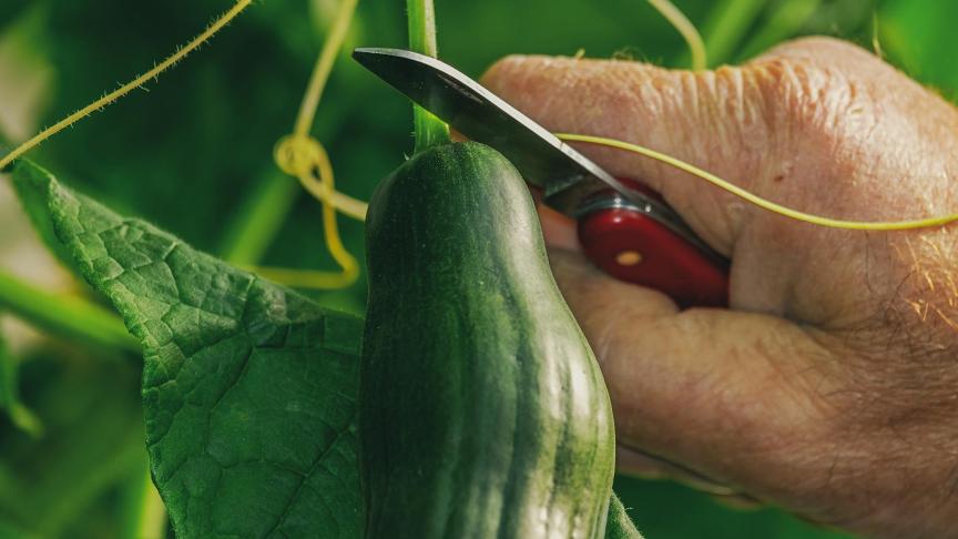 Tijdens de coronacrisis ontstonden er overschotten van komkommer op de groenteveilingen. ILVO onderzocht daarom nieuwe valorisatiemogelijkheden voor nevenstromen met komkommers.