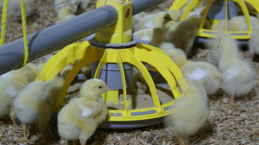 Het aantal stuks pluimvee neemt in Vlaanderen verder toe.