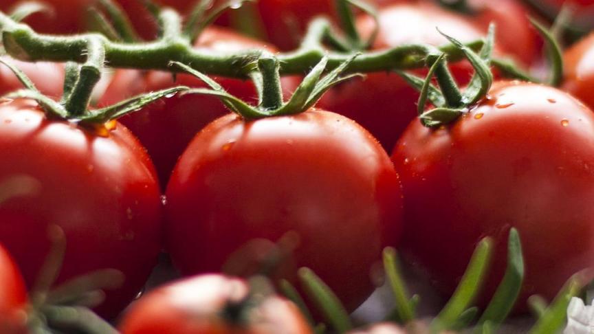 De verminderde vruchtbaarheid is momenteel vooral een probleem bij gewassen die het hele jaar door geteeld worden, en die dus ook in de zomermaanden bloeien, wanneer de temperatuur makkelijk te hoog kan oplopen.