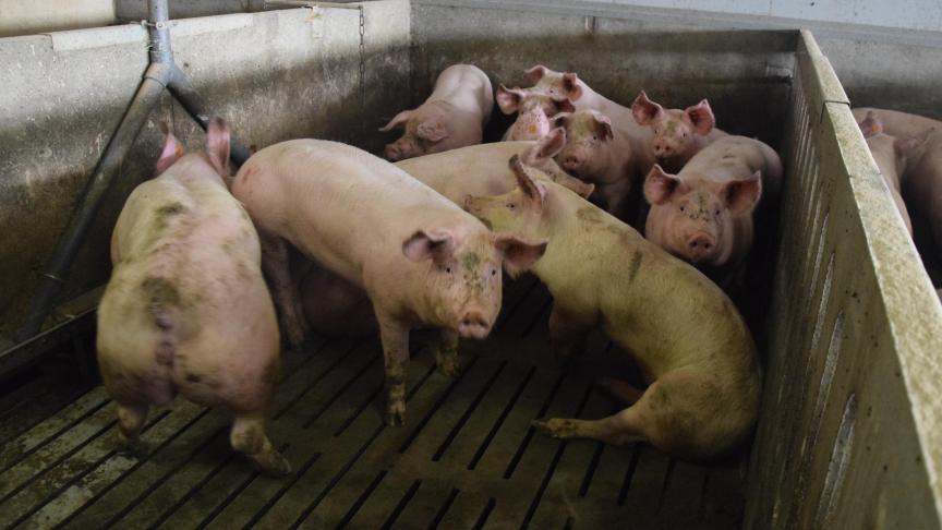 Enkel met een correcte diagnose van de kreupelheid bij vleesvarkens kan er gericht gezocht worden naar een preventieve aanpak van het probleem.