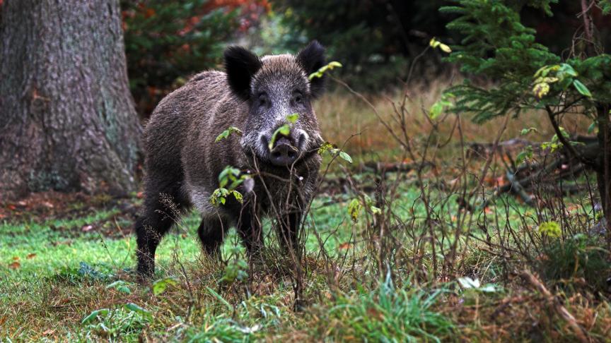 Duitsland vreest dat zonder hekwerk meer everzwijnen Afrikaanse varkenspest het land in brengen.