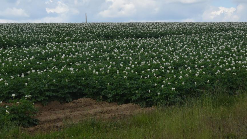 Weerbaarheid is voor de volledige aardappelsector van groot belang, om toekomstige uitdagingen aan te gaan.