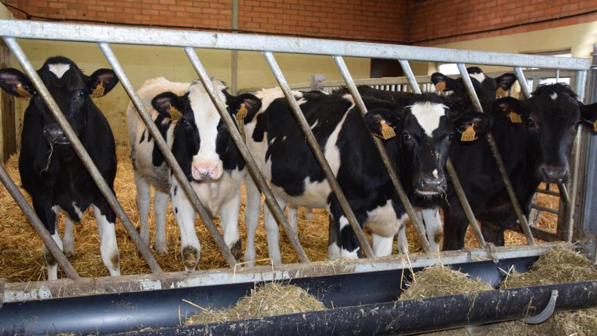 Elk rundveebedrijf heeft er zeer veel baat bij om het I3-statuut te behalen vóór april 2021. In 2021 gaat er immers een nieuwe Europese IBR-wetgeving van start.