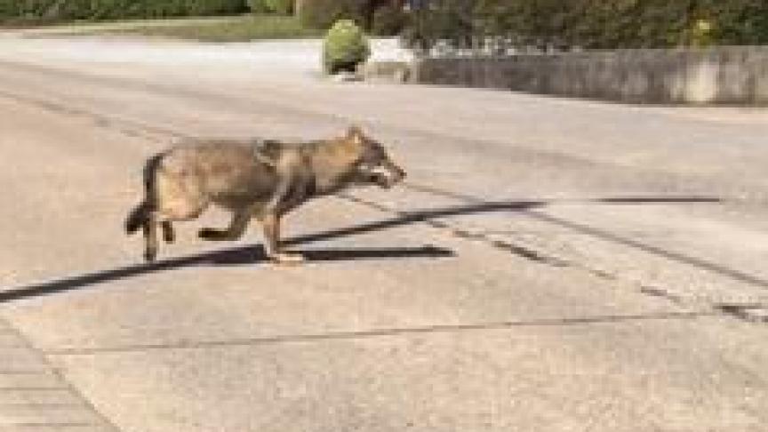 Welkom Wolf zegt alle begrip te hebben voor mensen die onverwacht dieren verliezen aan een zwervende wolf en vindt dat deze mensen te allen tijde volledig moeten vergoed worden.