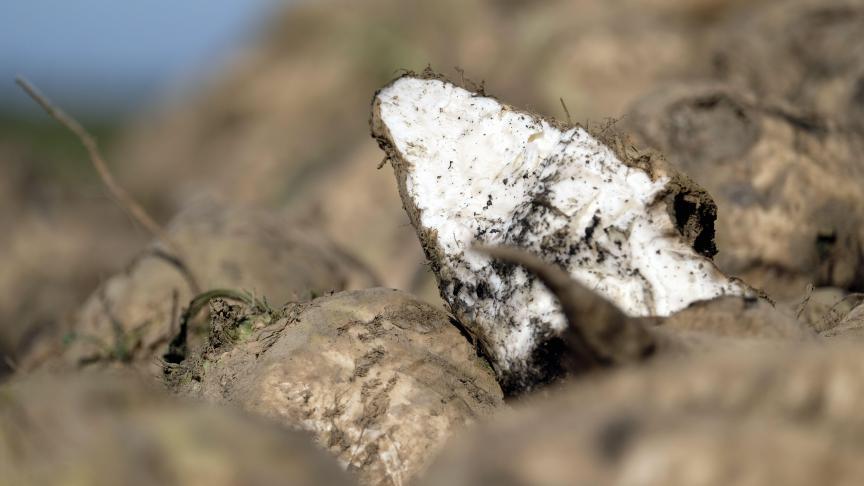 Cosun Beet Company is 1 van de grootste suikerproducenten van de EU, maar benadrukt meer dan suiker alleen te maken van de biet.