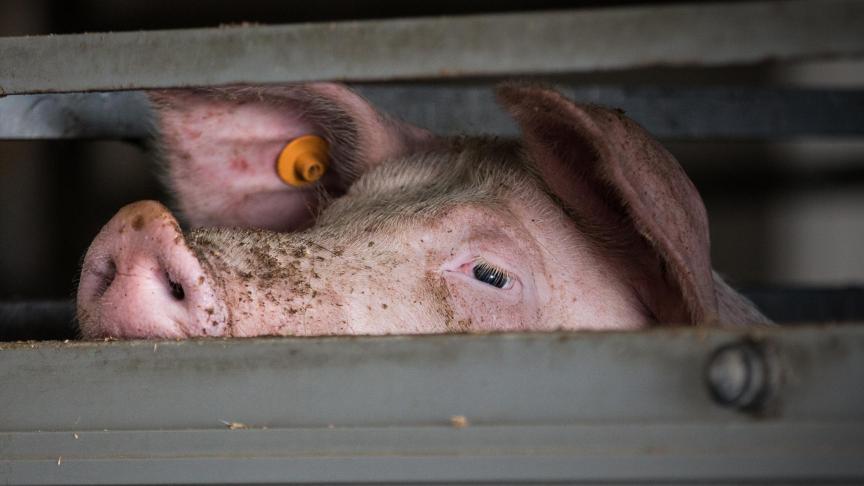 Na de bestrijding van het ‘dierenleed’ in slachthuizen wil Vlaanderen de focus leggen op het transport van dieren.