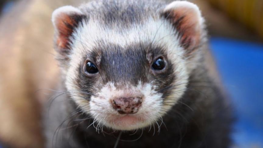 Het virus dook eind april voor het eerst op nertsenhouderijen op.
