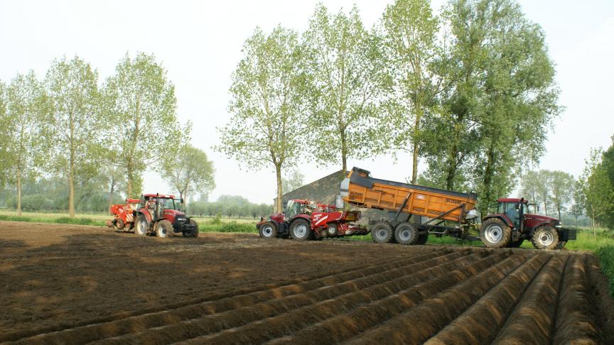 Vandaag importeert ons land het overgrote deel van het gebruikte pootgoed uit Nederland.