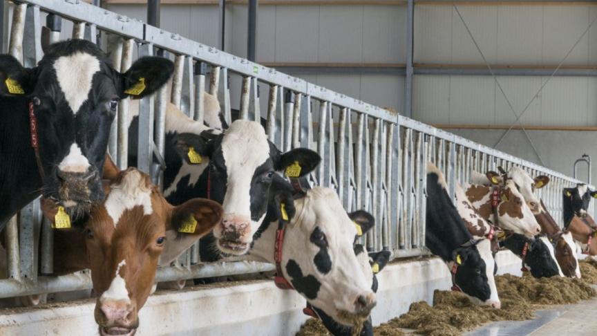 De beurs zou dit jaar plaatsvinden op een groot melkveebedrijf.