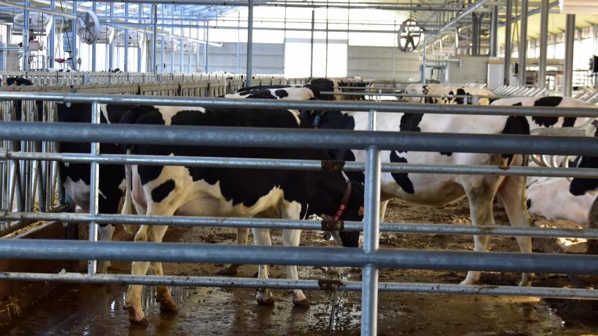 In 2019 hadden in de melkveehouderij 39
% van alle projecten betrekking op nieuwbouw of vernieuwbouw van stallen.