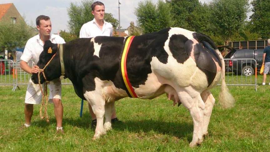 Tiemen en Jarich Cocquyt met Gantoise de Mahoney, in prijskamp te Wulpen.