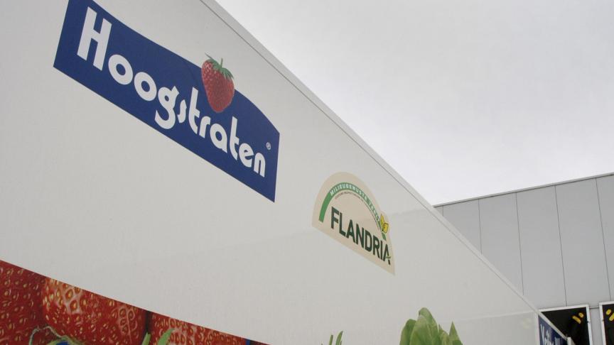 Coöperatie Hoogstraten is een van de vijf veilingen die behoort tot LAVA, de logistieke en administratieve veilingassociatie.