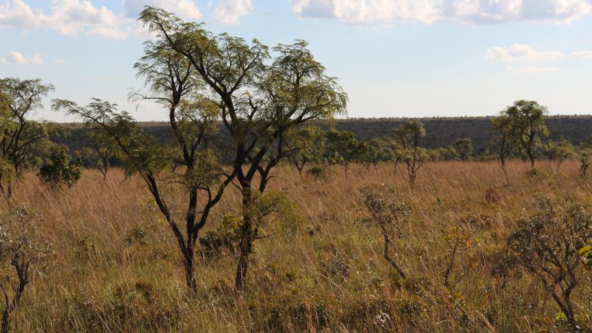 De landbouw groeit in het hart van Brazilië soms ten koste van de cerrado en Amazone, aan welke een grote waarde voor het klimaat wordt toegedicht.