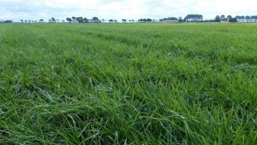 Eind vorige week stond het grasland er mooi fris groen bij.