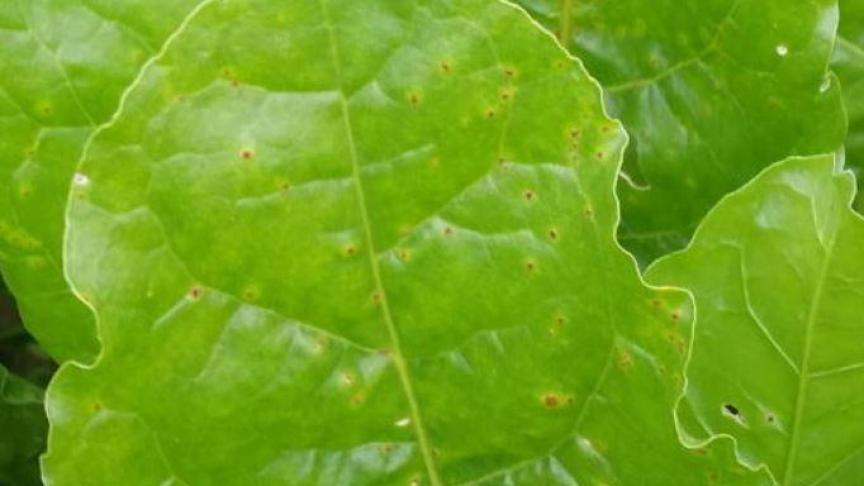 Het Bieteninstituut raadt aan om je percelen te controlern op bladziekten.