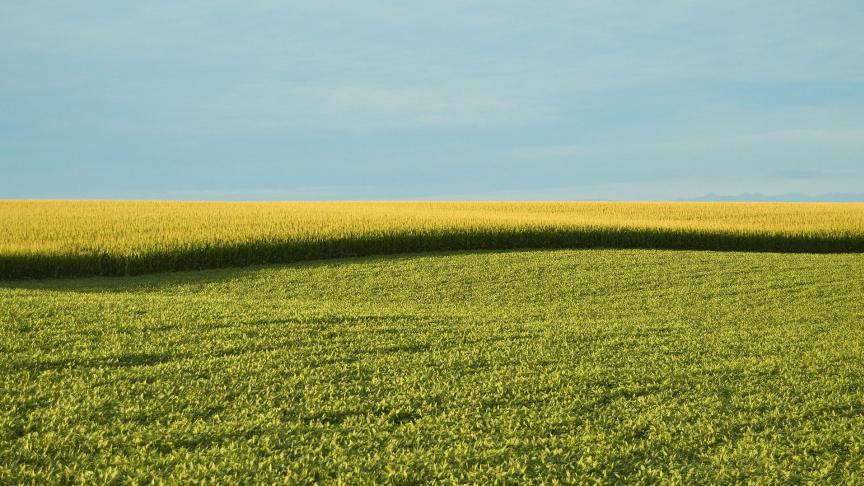 EU-SAGE vraagt de Europese instanties het standpunt ten aanzien van genetisch gemodificeerde organismen (ggo's) te herzien.