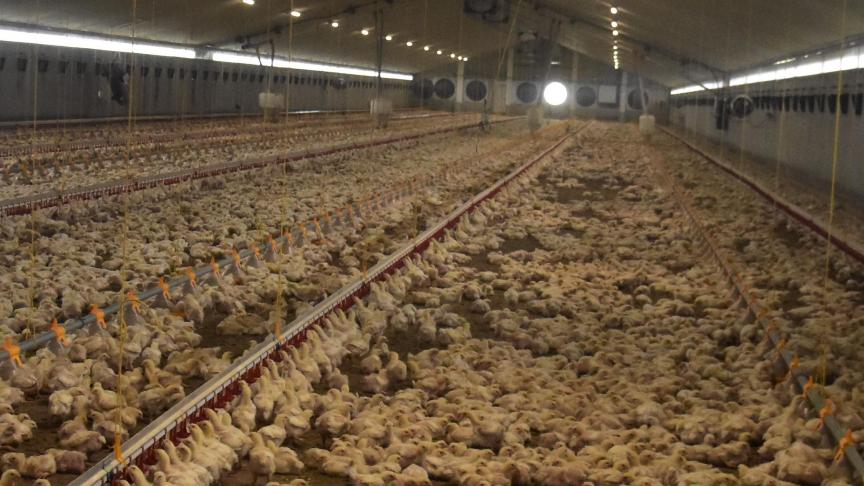 De pluimveesector heeft heel wat bezorgdheden.