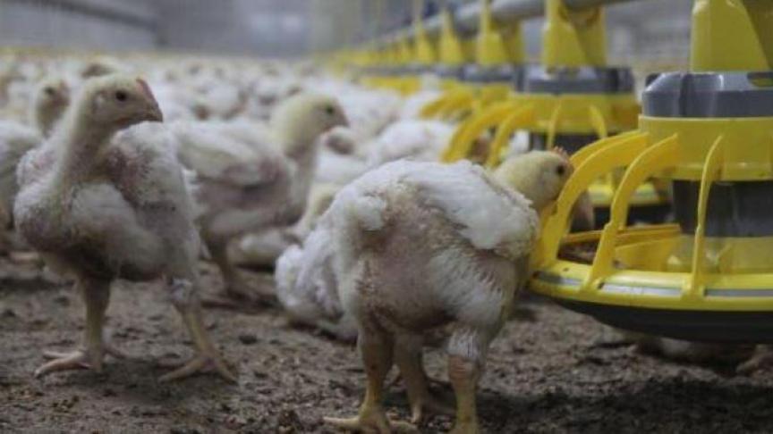 De onderzoekers van ValgOrize zijn overtuigd van het potentieel van het algen in pluimveevoer. De reststromen kunnen echter niet zonder verdere verwerking aan het kippenvoeder worden toegevoegd.