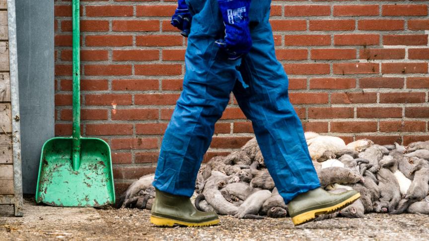 In Nederland zijn intussen al 27 nertsenfokkerijen besmet met het coronavirus. Alle dieren op de getroffen bedrijven worden geruimd.