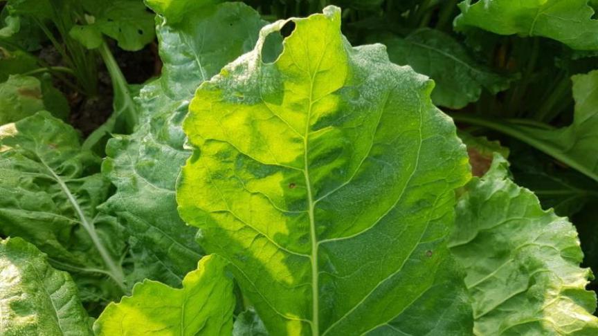 Wanneer de schadedrempel voor één ziekte overschreden is, wordt geadviseerd om een bespuiting uit te voeren.