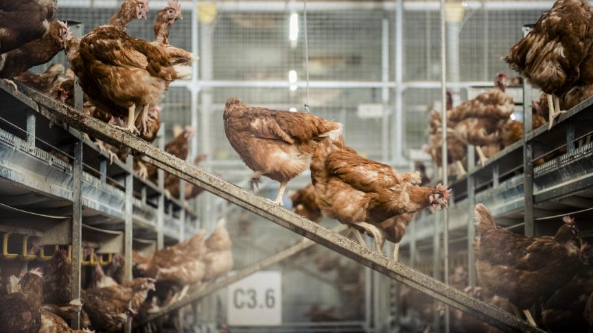 In 2019 werden in totaal 2.272 bemonsteringen uitgevoerd waarbij de mate van reiniging en ontsmetting bepaald werd aan de hand een hygiënogram.