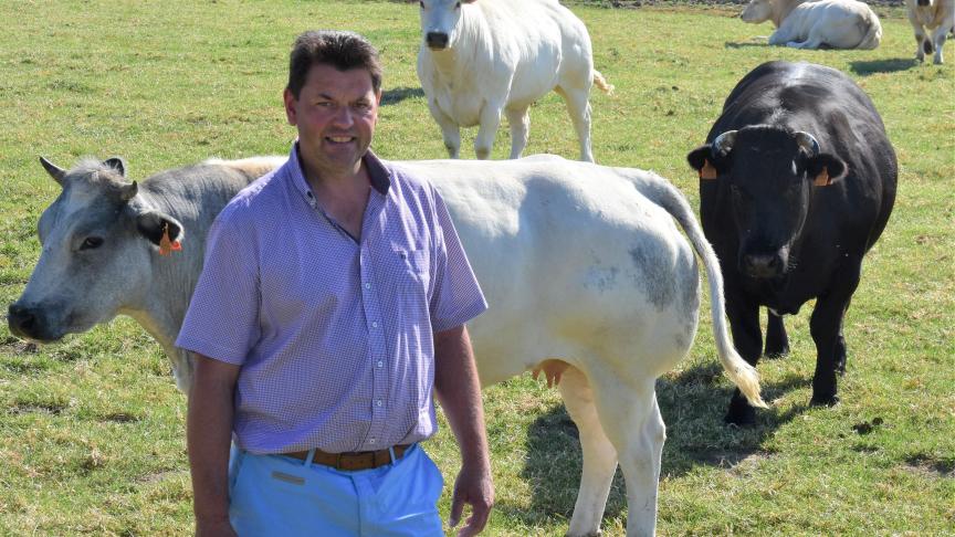 Piet Vandermersch kweekt vleesvee van het Belgisch witblauw.