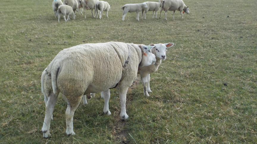 Vanaf het moment dat de ram bij de ooien gebracht wordt, moet hij een dektuig omkrijgen, zodat men exact kan volgen, en noteren wanneer elke ooi gedekt (herdekt) wordt.