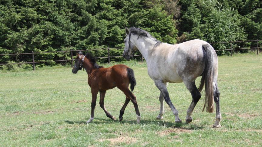 Veulen en merrie gaan samen buiten, komen samen binnen.
