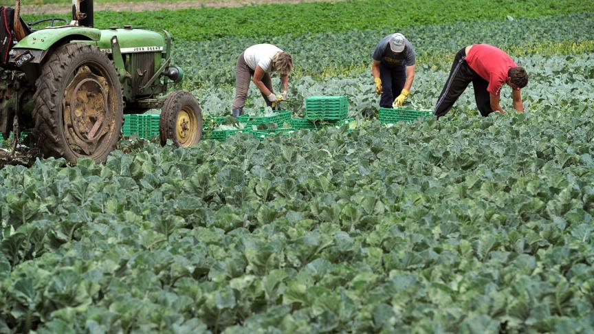 Heel wat seizoensarbeiders komen naar ons land. Naast Limburg en Vlaams-Brabant, kondigt nu ook West-Vlaanderen extra coronamaatregelen aan.