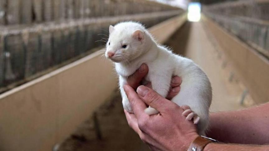 Vanwege de vondst van corona bij nertsen zijn in Nederland al strengere hygiëneregels en een landelijk vervoersverbod voor nertsen ingesteld.