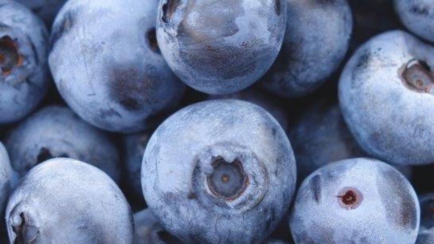 Vaccinium corymbosum - blueberry - blauwe bes.