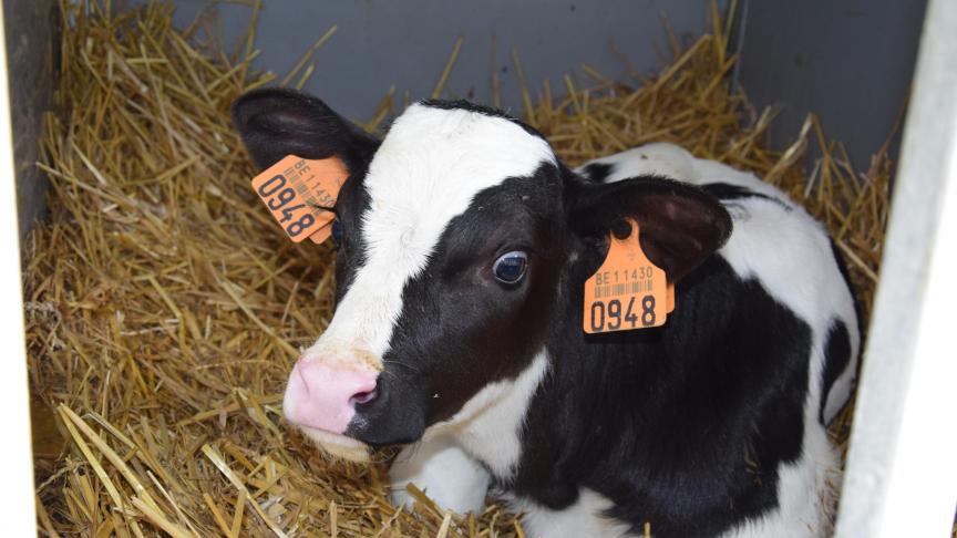 Kalveren met hogere gehaltes biestantistoffen in hun bloed hebben meer kans om te overleven.