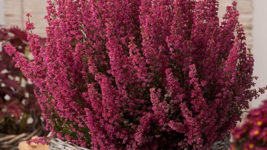 Erica gracilis, mischien wel de mooiste najaarsbloeiende (oktober-december) maar helaas vorstgevoelig.