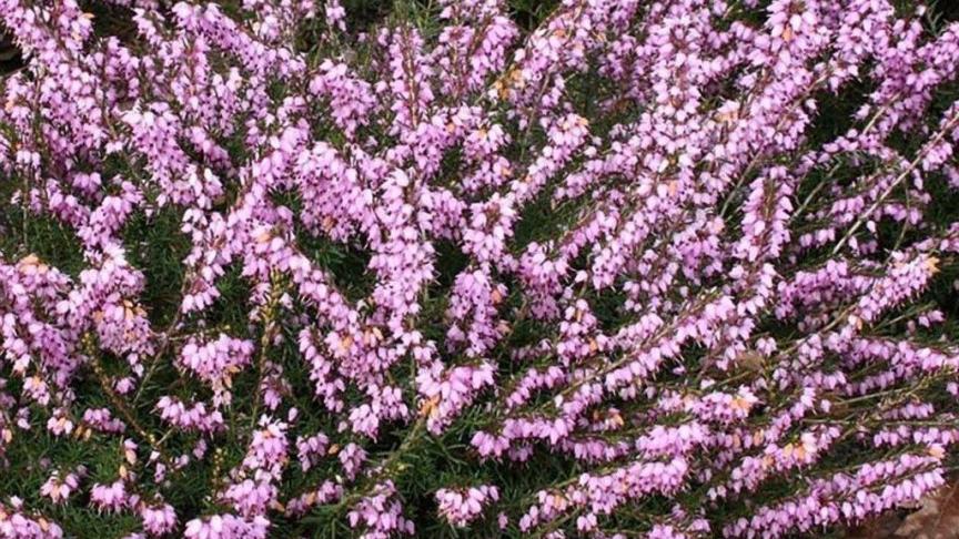Erica x darleyensis bloeit tot diep in het voorjaar.