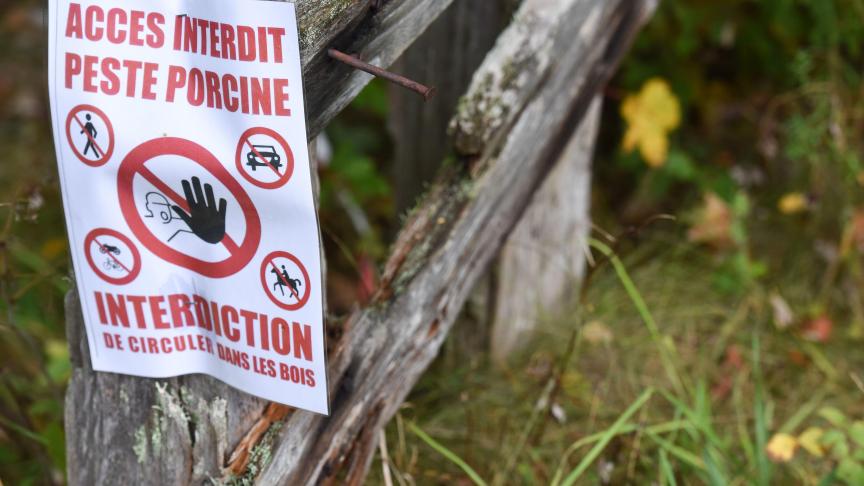 Als er in de komende periode geen besmette everzwijnen worden gevonden, is de status ‘vrij van Afrikaanse varkenspest’ in zicht.