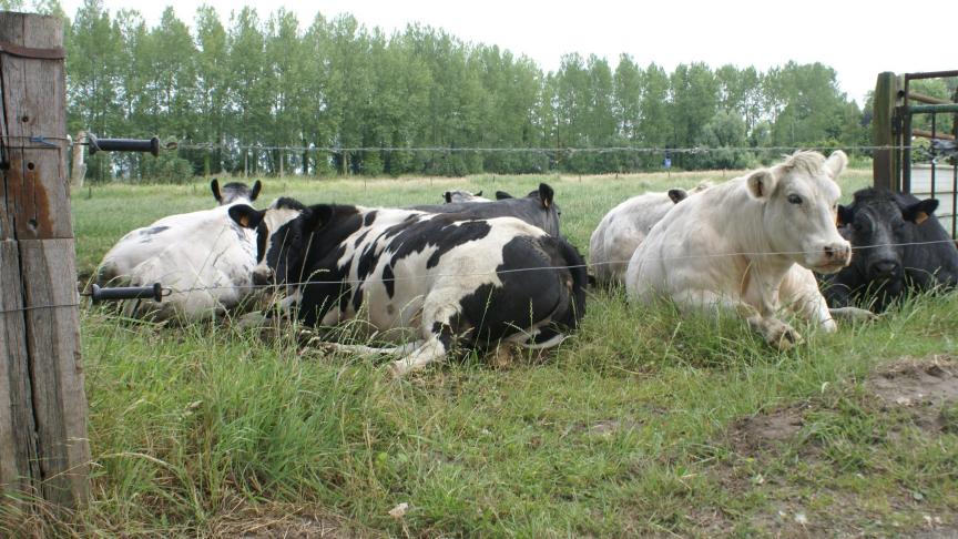 Diverse initiatieven moeten vleesveehouders helpen een faire prijs te bekomen.