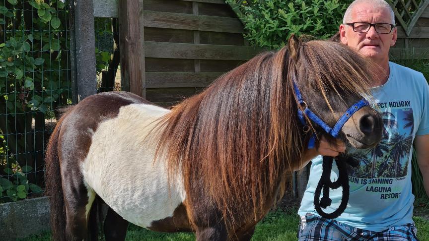 Gilbert Pira met een van zijn goedgekeurde dekhengsten.
