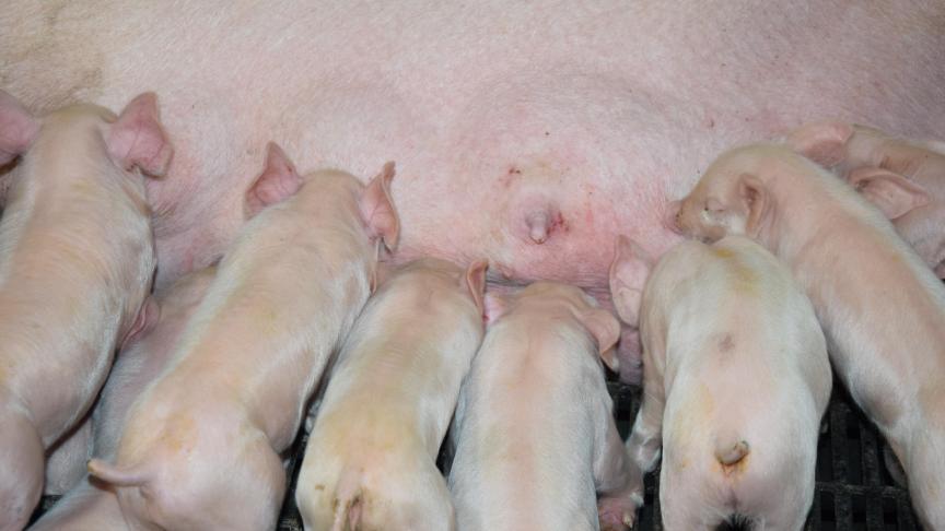 De biggen starten snel na de geboorte met het instellen van de tepelrangorde. Overleggen gebeurt dus het best wanneer deze rangorde nog niet vastligt.